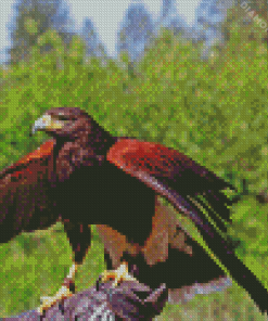 Harris Hawk Diamond Painting