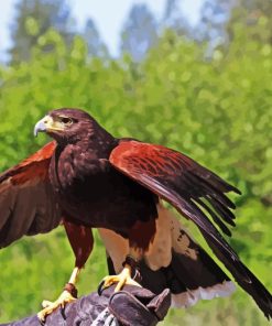 Harris Hawk Diamond Painting