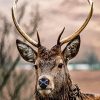 Highland Stag Face Diamond Painting