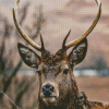Highland Stag Face Diamond Painting