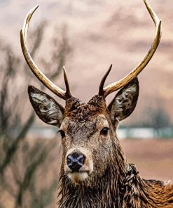 Highland Stag Face Diamond Painting