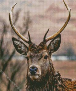 Highland Stag Face Diamond Painting