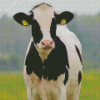 Holstein Cow Friesian Diamond Painting