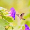 Hummingbird And Morning Glory Flower Diamond Painting