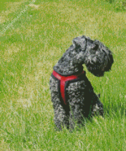 Kerry Blue Terrier Diamond Painting