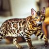 Leopard Cat Diamond Painting