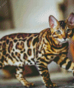Leopard Cat Diamond Painting