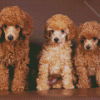 Miniature Poodle Dogs Diamond Painting