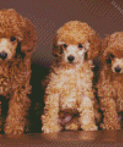 Miniature Poodle Dogs Diamond Painting
