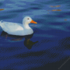 Pekin Duck In Water Diamond Painting