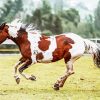 Pinto Horse Diamond Painting