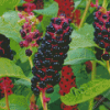 Pokeweed Plant Diamond Painting