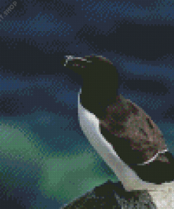 Razorbill Birds Diamond Painting