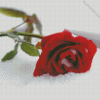 Red Rose In The Snow Diamond Painting
