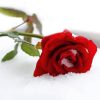 Red Rose In The Snow Diamond Painting
