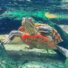 Red Turtle Underwater Diamond Painting