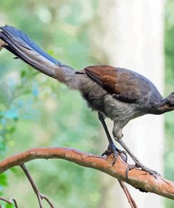 Superb Lyrebird On Branch Diamond Painting