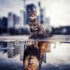 Tabby Cat Reflection Lion Diamond Painting