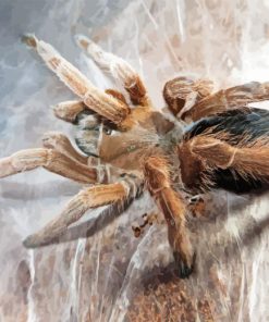 Tarantula Diamond Painting