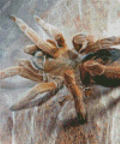 Tarantula Diamond Painting