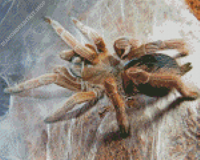 Tarantula Diamond Painting