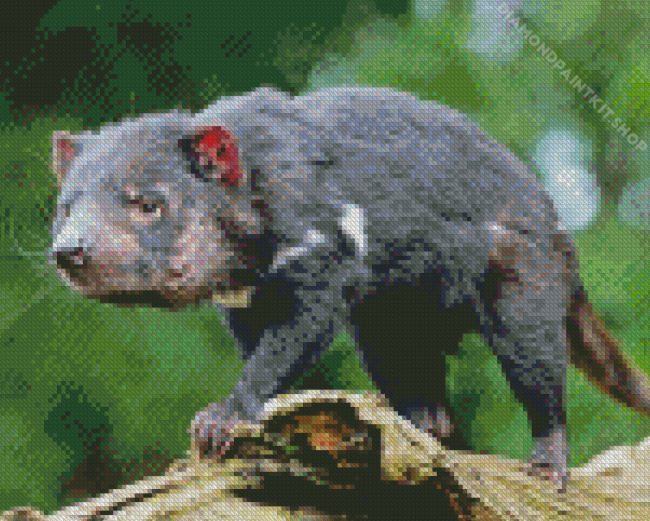 Tasmanian devil Diamond Painting