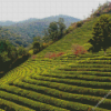 Tea Field Diamond Painting