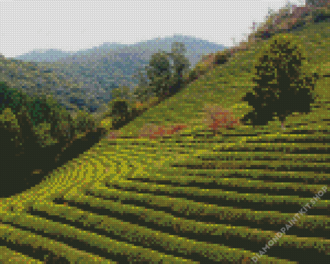 Tea Field Diamond Painting