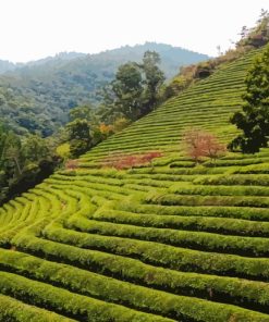 Tea Field Diamond Painting