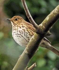 Thrush Bird Diamond Painting