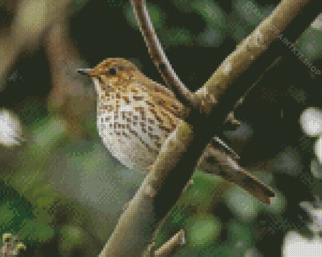 Thrush Bird Diamond Painting