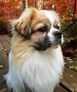 Tibetan Spaniel Diamond Painting