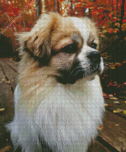 Tibetan Spaniel Diamond Painting