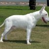 White Bull Terrier Dog Diamond Painting