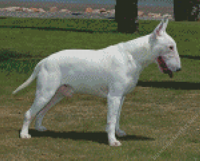 White Bull Terrier Dog Diamond Painting