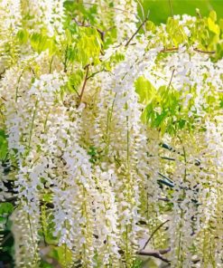 White Wisteria Diamond Painting