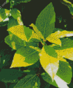 Bay Laurel Plant Leaves Diamond Painting