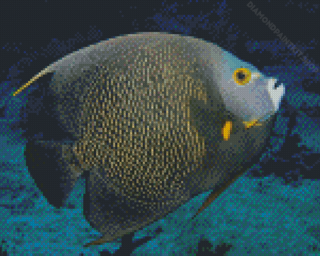 Black Angelfish Diamond Painting