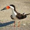 Black Skimmer Bird Diamond Painting