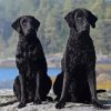 Black Curly Dogs Diamond Painting