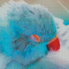 Blue Indian Ringneck Sleeping Diamond Painting