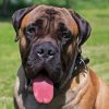 Bullmastiff Diamond Painting