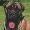 Bullmastiff Diamond Painting