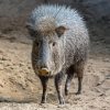 Cute Peccaries Animal Diamond Painting