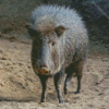 Cute Peccaries Animal Diamond Painting