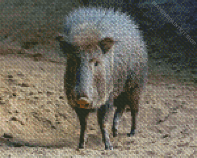 Cute Peccaries Animal Diamond Painting