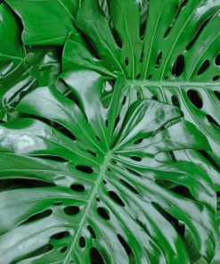 Monstera Leaves Diamond Painting