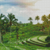 Paddy Field Diamond Painting