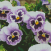 Pansy Flower Diamond Painting