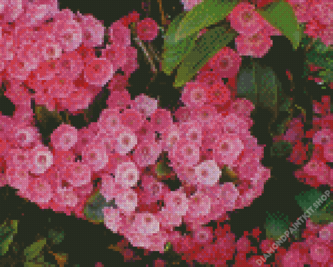 Pink Mountain Laurel Flowers Diamond Painting
